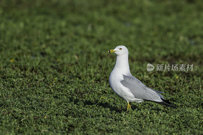 环嘴鸥(Larus delawarensis)是一种中型鸥。马勒尔国家野生动物保护区，俄勒冈州。鸻形目。鸥科。